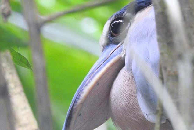 Description: A Birdwatching Tour featuring a bird with a long beak peeking out of a tree.