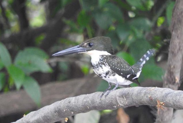 A small black and white bird observed during a Birdwatching Tour.