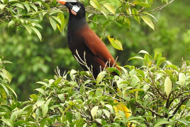 A bird perched on top of a tree, observed during a Birdwatching Tour.