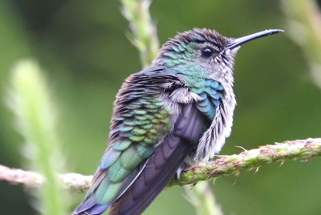 A small hummingbird perched on a branch during a Birdwatching Tour.