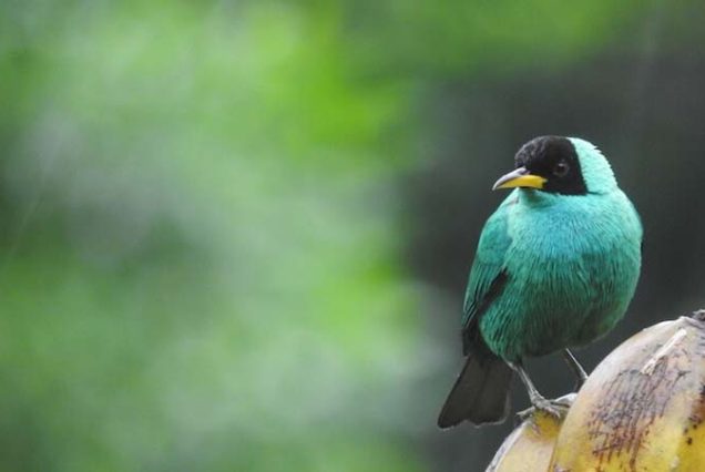 As part of a Birdwatching Tour, a colorful bird perched majestically on top of a banana.