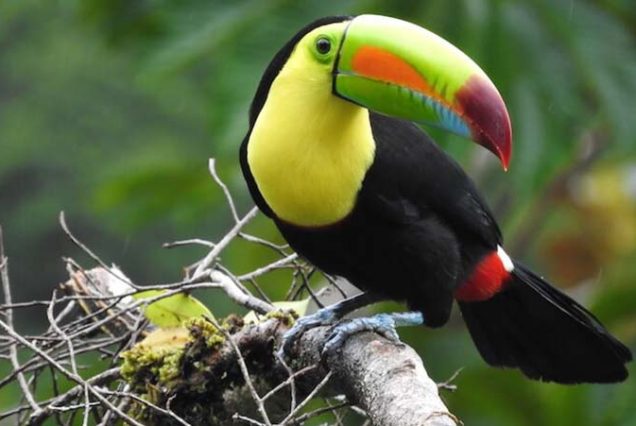 A vibrant toucan perched on a branch, perfect for Birdwatching Tour enthusiasts.