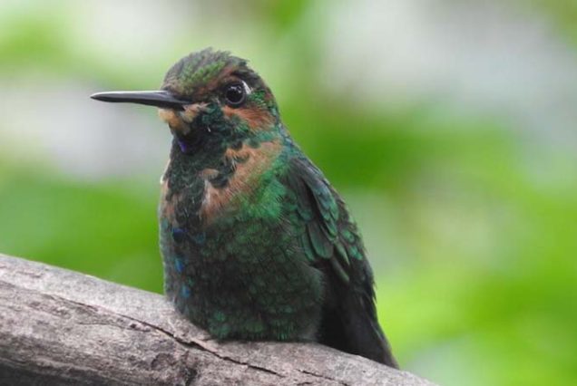 A green and brown hummingbird perched on a branch, attracting attention from tourists engaged in Birdwatching Tour.