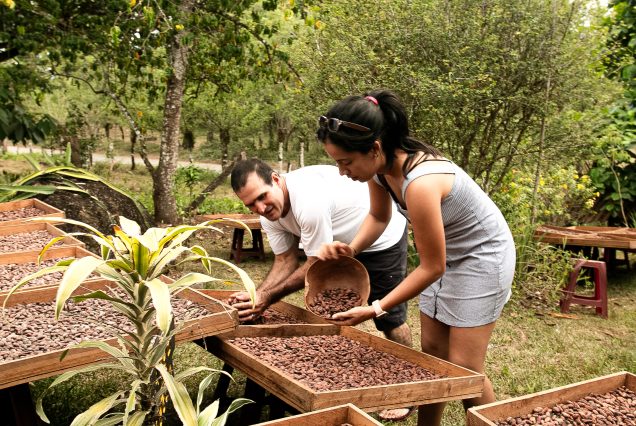 A couple enjoying a Chocolate Experience Tour where they have a hands-on experience picking up cocoa beans and placing them in a wooden crate.