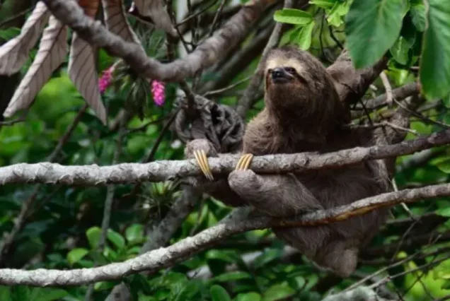 The Responsible and Sustainable Sloth Tour is responsively sitting on a tree branch.