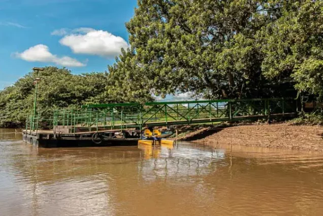 A group of canoes navigate through the Caño Negro Wildlife Refuge, on a river near a bridge.