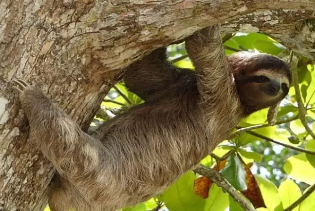 The Responsible and Sustainable Sloth Tour where responsible travelers can witness a sloth peacefully hanging from a tree.