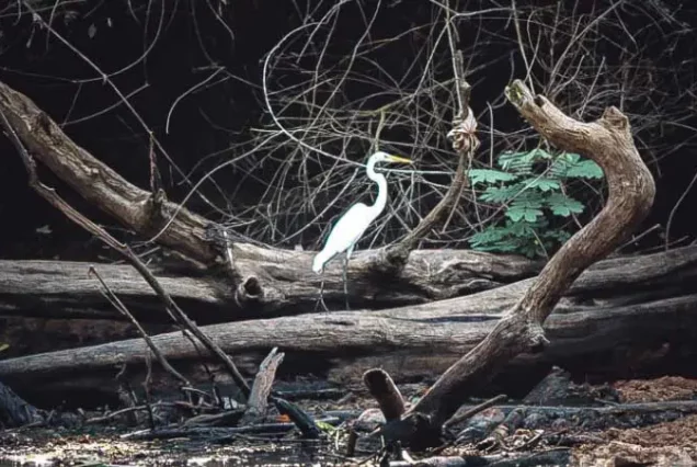 A white egret standing on a fallen tree in the Caño Negro Wildlife Refuge.