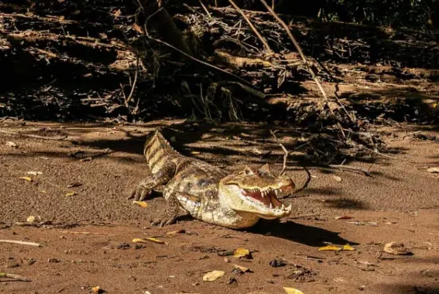 A crocodile with its mouth open at Caño Negro Wildlife Refuge, a wildlife refuge known for its diverse animal species.