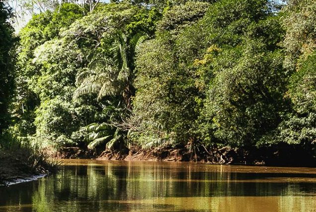 A river surrounded by trees and bushes.