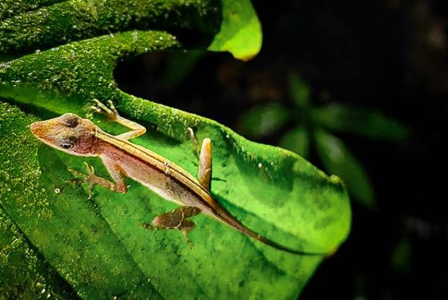 A small lizard is sitting on a leaf during a Night Tour.