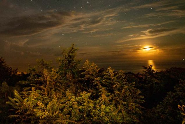 A breathtaking Night Tour experience as a full moon rises over the ocean, casting an enchanting glow on the surrounding trees.