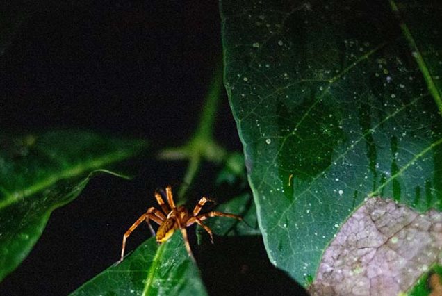 A mesmerizing vision of a spider gracefully perched on a leaf during a Night Tour.