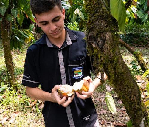 In the midst of a lush Costa Rican garden, a person attentively examines cocoa pods, evoking the experience of a Didactic Costa Rica Farm School Tour.