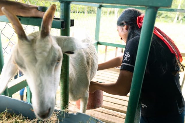 A person dressed in a black shirt and red bow is milking a white goat within a fenced area, providing visitors with an authentic glimpse of rural life on the Didactic Costa Rica Farm School Tour.