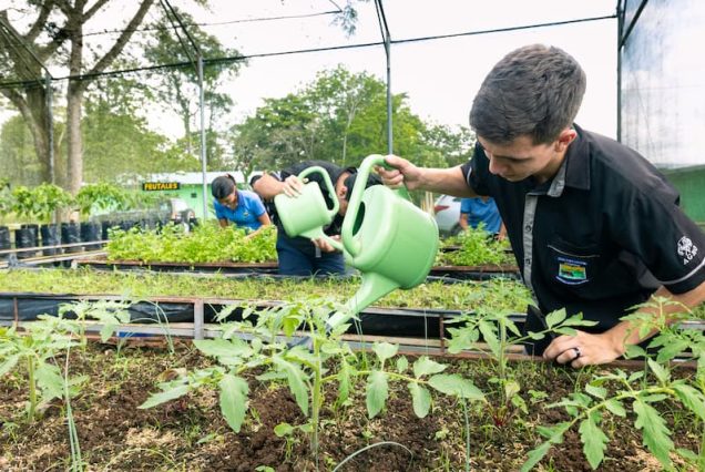 Participants on the Didactic Costa Rica Farm School Tour diligently water young tomato seedlings in the greenhouse, using vibrant green watering cans.