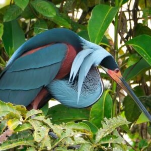 A large heron with blue, maroon, and white plumage stands among green leaves and branches.