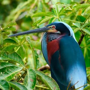 A heron with blue, maroon, and white plumage perches among green leaves, facing left with its long beak visible.