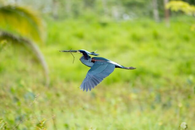 A blue bird in mid-flight carries a twig in its beak against a blurred green background of foliage.