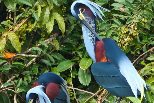 Two vibrantly colored herons with blue and maroon plumage perch among dense green foliage, one looking down and the other stretching its neck upward.
