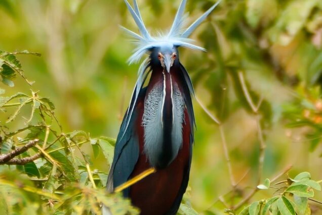 A striking bird with blue spiky crest feathers and vibrant plumage perches amid green foliage.