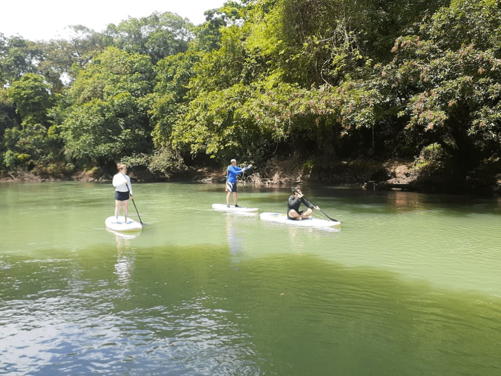 Three individuals enjoy a serene Costa Rica adventures as they paddleboard on a calm river, surrounded by lush greenery and overhanging trees. One person stands upright while the others balance on their boards, all immersed in the natural beauty of the landscape.