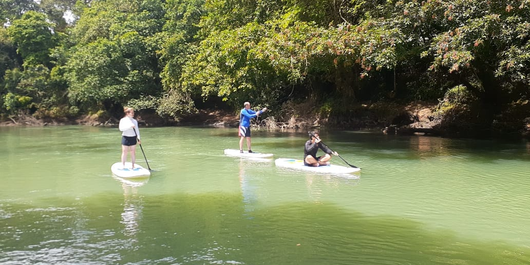 SUP boarding in the Rio Frio Three individuals enjoy a serene Costa Rica adventures as they paddleboard on a calm river, surrounded by lush greenery and overhanging trees. One person stands upright while the others balance on their boards, all immersed in the natural beauty of the landscape.