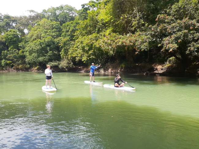 Three individuals enjoy a serene Costa Rica adventures as they paddleboard on a calm river, surrounded by lush greenery and overhanging trees. One person stands upright while the others balance on their boards, all immersed in the natural beauty of the landscape.