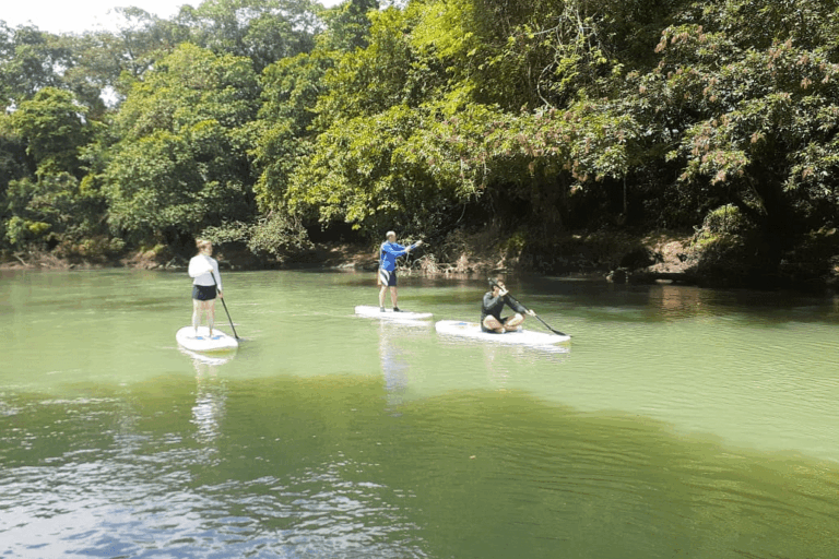 SUP boarding in the Rio Frio Three individuals enjoy a serene Costa Rica adventures as they paddleboard on a calm river, surrounded by lush greenery and overhanging trees. One person stands upright while the others balance on their boards, all immersed in the natural beauty of the landscape.