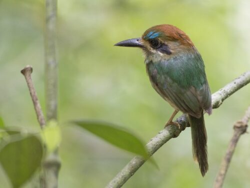 Toddy Motmot