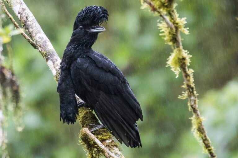 umbrellabird