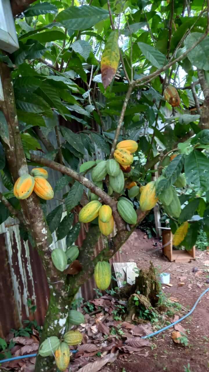 A Cacao tree