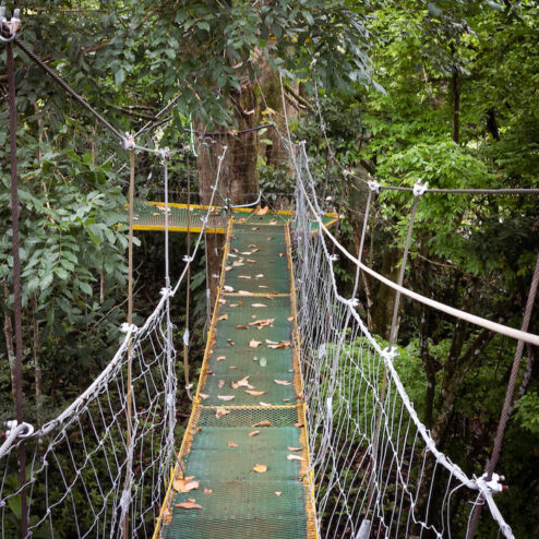 Hanging bridge between canopies tree