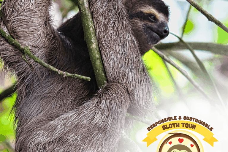 Responsible Sloth Tour