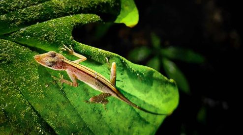 A small lizard is sitting on a leaf while tubing in Rio Celeste.