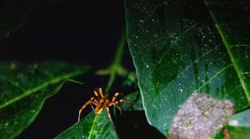 A spider surreptitiously weaves its web on a whispering leaf under the mystical moonlight of a tranquil night.