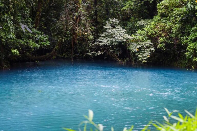 A vibrant blue pond, illustrating why Rio Celeste is blue, is surrounded by dense, lush green tropical vegetation and trees under natural daylight. A vibrant blue pond, illustrating why Rio Celeste is blue, is surrounded by dense, lush green tropical vegetation and trees under natural daylight.
