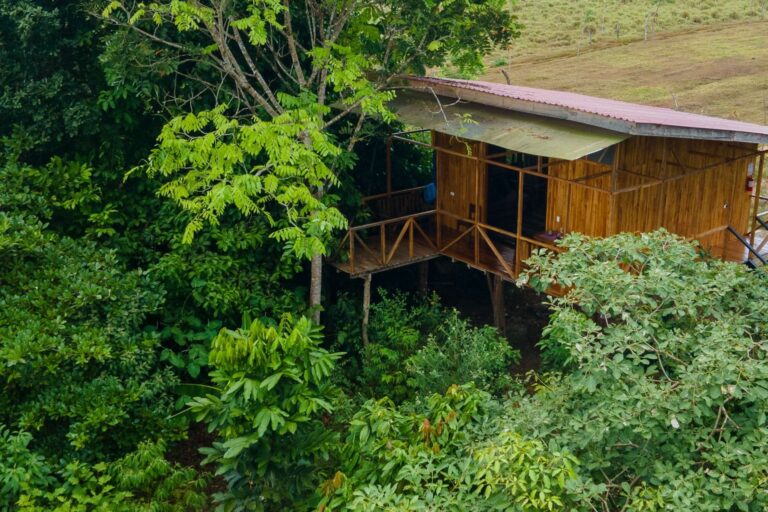 A wooden cabin with a porch stands elevated among dense green trees at the edge of a cleared grassy field, inviting visitors to wonder about nature’s mysteries—much like pondering why Rio Celeste is blue. A wooden cabin with a porch stands elevated among dense green trees at the edge of a cleared grassy field, inviting visitors to wonder about nature’s mysteries—much like pondering why Rio Celeste is blue.
