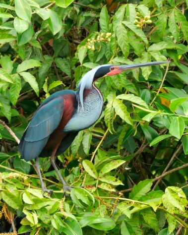 A bare-throated tiger heron stands among green foliage along the rio celeste hiking trail, displaying its colorful plumage and long pointed bill.