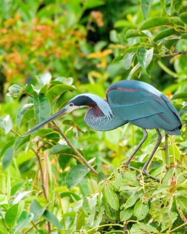 A blue heron with a long beak stands among green foliage, reminiscent of the stunning scenery encountered during rio celeste hiking.
