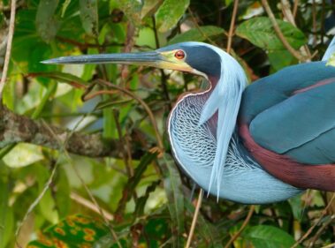 A close-up of an adult heron with vibrant blue, maroon, and white feathers, perched among green leaves—capturing the striking wildlife often seen during Rio Celeste hiking adventures.