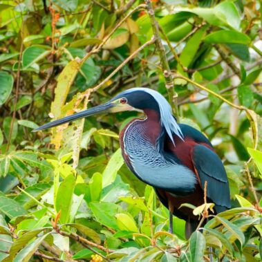 A colorful Agami heron with blue, maroon, and white plumage stands among green leaves and branches, evoking the vibrant beauty found along the trails during a rio celeste hiking adventure.