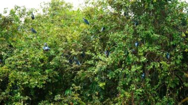 Dense green foliage with multiple dark-colored birds perched throughout the branches, blending into the leaves—reminiscent of scenes along the rio celeste hiking trails.