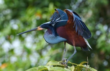 A colorful heron with blue, chestnut, and white plumage stands on green leaves, wings partially spread, evoking the vibrant scenery found during rio celeste hiking, with a blurred green background.