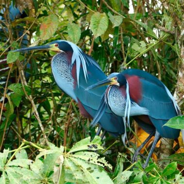Two Agami herons with blue, maroon, and white plumage stand among green foliage and branches in a dense, tropical environment—a scene you might encounter while rio celeste hiking.