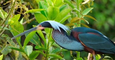 A bare-throated tiger heron with blue, black, and chestnut plumage stands among green leaves and branches along the scenic rio celeste hiking trail.
