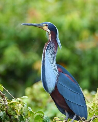 A Goliath heron stands on branches with green foliage in the background, displaying blue, maroon, and white plumage—reminiscent of vibrant sights along a rio celeste hiking trail.
