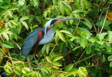 A large heron with blue and chestnut plumage stands among green leafy branches, evoking the vibrant beauty found on a rio celeste hiking adventure.