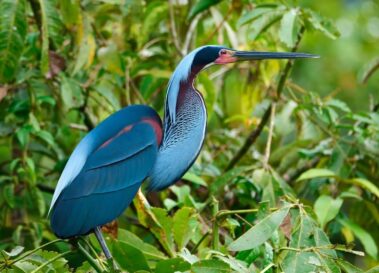 A large, blue and purple heron with a long, pointed beak stands among green leafy branches—much like the vibrant wildlife spotted along the Rio Celeste hiking trails.
