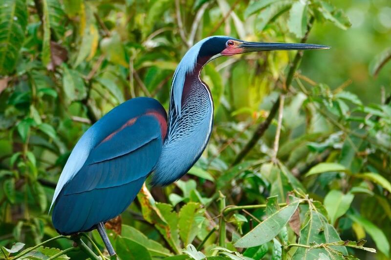 A large, blue and purple heron with a long, pointed beak stands among green leafy branches—much like the vibrant wildlife spotted along the Rio Celeste hiking trails.